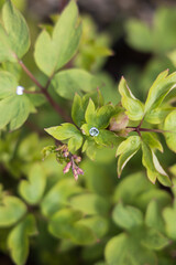 Large dew drop on leaves with pink flower buds