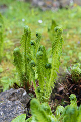 Fiddlehead fern in the garden