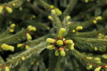 Close up of pine needles