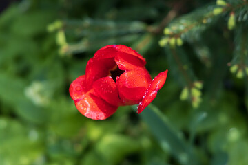 Fototapeta premium Red tulip with water drops