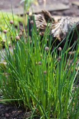 Chive leaves with flower buds