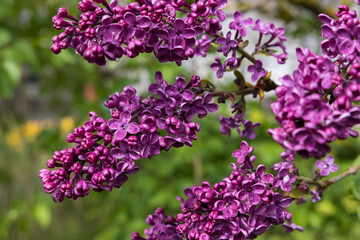 Purple lilac bush flowers close-up