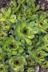 Close up of green succulents with red tips
