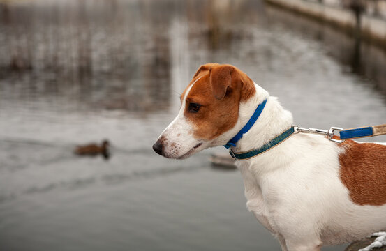 A dog of the Jack Russell breed looks at wild ducks that swim in the city lake in the city of Kyiv, Ukraine, color image.