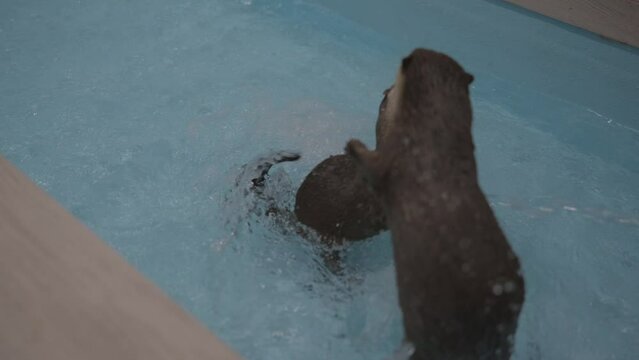 This video shows two Asian small-clawed otters playing, swimming, and getting in a scuffle in swimming pool waters.