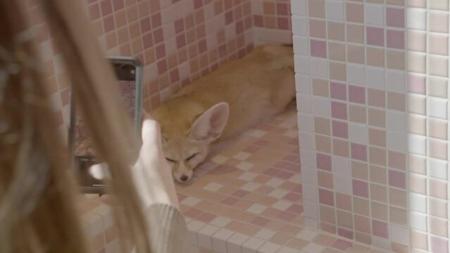 This video shows the hands of a woman using her cell phone to take photos of a fennec fox sleeping on pink tile.