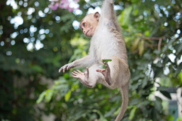 可愛いサル