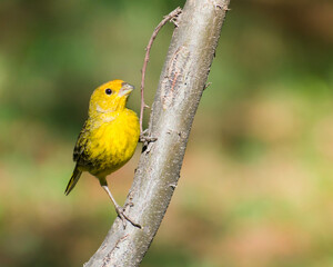 Male Saffron Finch (Sicalis flaveola), south american bird species. Argentine birds.