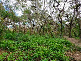 Fototapeta premium Trails filled with serenity found in nature