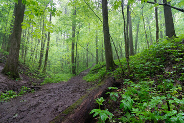 Footpath in rain forest