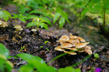 mushroom in the rain forest
