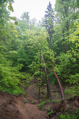 Fallen tree in valley of a river