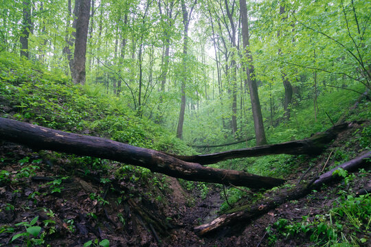 Fallen tree in ravine