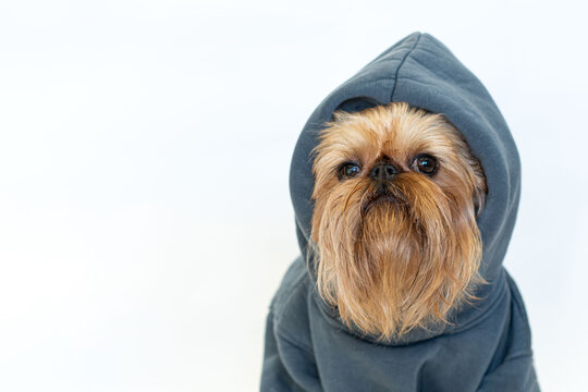 Fancy red dog with a beard of the Brussels Griffon breed in a gray hoodie, isolated on white