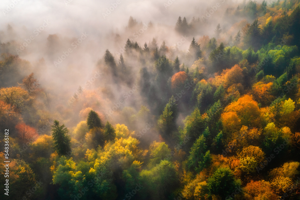 Wall mural aerial view of beautiful colorful autumn forest in low clouds at sunrise. top view of orange and gre