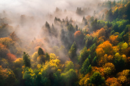 Aerial view of beautiful colorful autumn forest in low clouds at sunrise. Top view of orange and green trees in fog at dawn in fall. View from above of woods. Nature background. Multicolored leaves