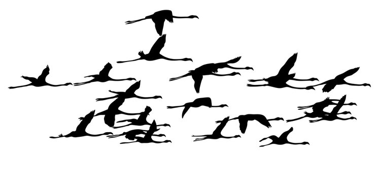 Silhouette of flying birds. Flamingos are flying. A flock of birds.