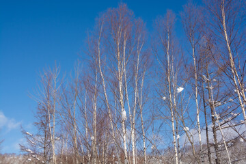 冬枯れの白樺と青空
