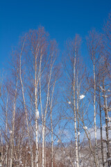 冬枯れの白樺と青空
