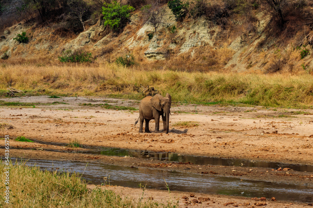 Canvas Prints African elephant at the Tarangire river in Tarangire National Park, Tanzania