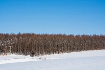 雪原とカラマツ林と青空
