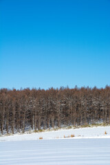 雪原とカラマツ林と青空
