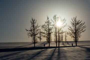 冬の夕日と雪原に伸びるカラマツの影
