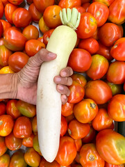 a fresh long radish held by a man's hand on a background of fresh tomatoes in a supermarket, market, or grocery