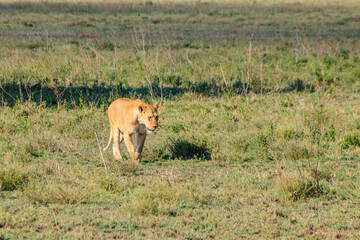 Lioness (Panthera leo) walking in savannah in Serengeti national park, Tanzania