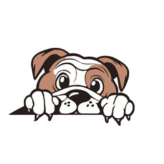 English Bulldog Peek a Boo