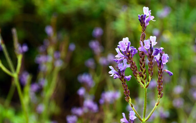 Obraz premium Lavandula canariensis, Mato risco, Lavanda or Romanillo growing wild in Tenerife.Canary Island Lavender.Natural floral background.Selective focus.