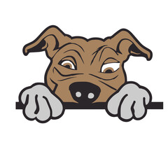 Pitbull Peek a Boo