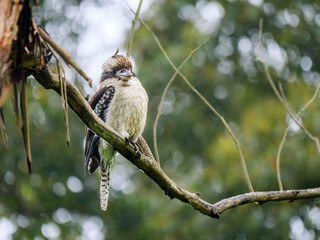 Puffed Up Kookaburra