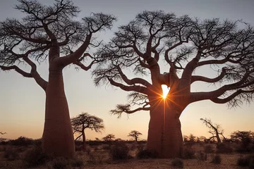 Zelfklevend Fotobehang Afrikaanse baobabs in de savanne bij zonsopgang © Paulina