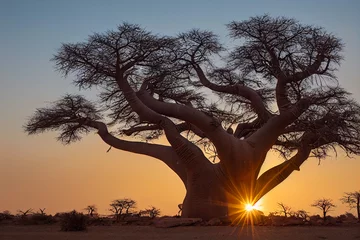 Foto op Aluminium African baobab in the savannah at sunrise © Paulina