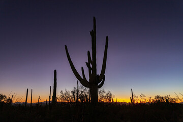 cactus at sunset in the desert 