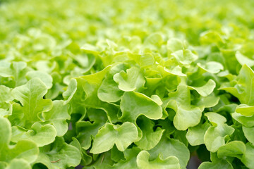 red and green oak lettuce field in agriculture farm for background organic hydroponic plantation produce green salad hydroponic cultivate the farm. Green oak lettuce salad in green Organic plantation