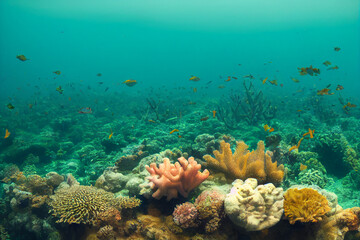 colorful coral reef in the ocean