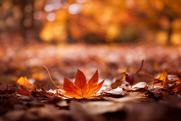colorful autumn leaves in the park