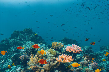 Naklejka na ściany i meble colorful coral reef in the ocean