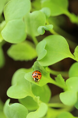 Ladybug on a green lettuce leaf.spring seedling lettuce sprouts.Lettuce sprouts . Growing seedlings at home.plant growing and farming .