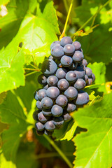 Grapes prosper well at the housewall