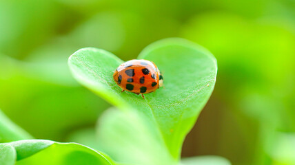 Ladybug on a green lettuce leaf.plant growing and farming . Insects and plants.Growing seedlings at home.