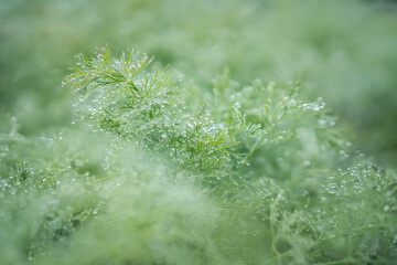 moss grass with dew drops