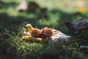 tree leaf on green grass