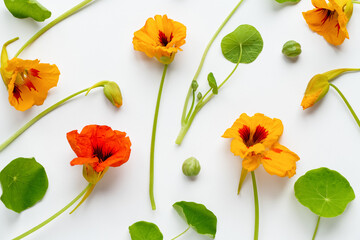 Nasturtium flowers and leaves pattern on white background, floral flat lay