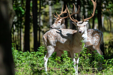 Fallow Deer Bucks