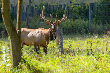 Bull Elk 2