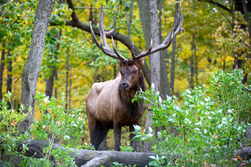 Bull Elk