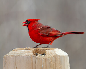 Cardinal